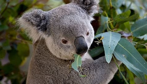 koalalar kaç yıl yaşar